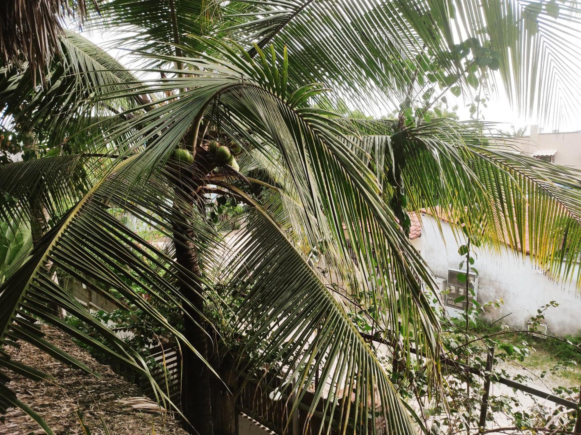 Pousada Tropical Brasil Jeri Jijoca de Jericoacoara Exteriér fotografie